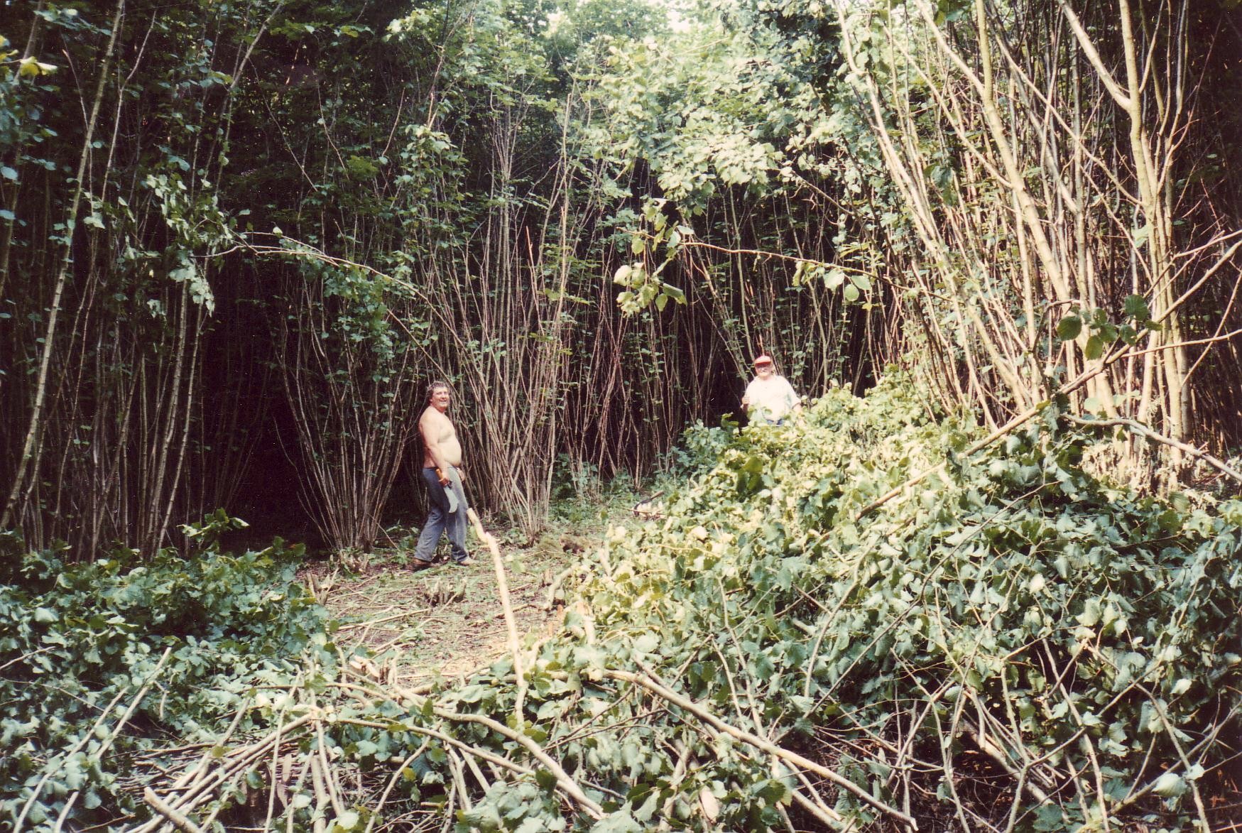 coppice